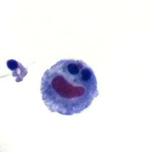 Meet your Posher, Mary